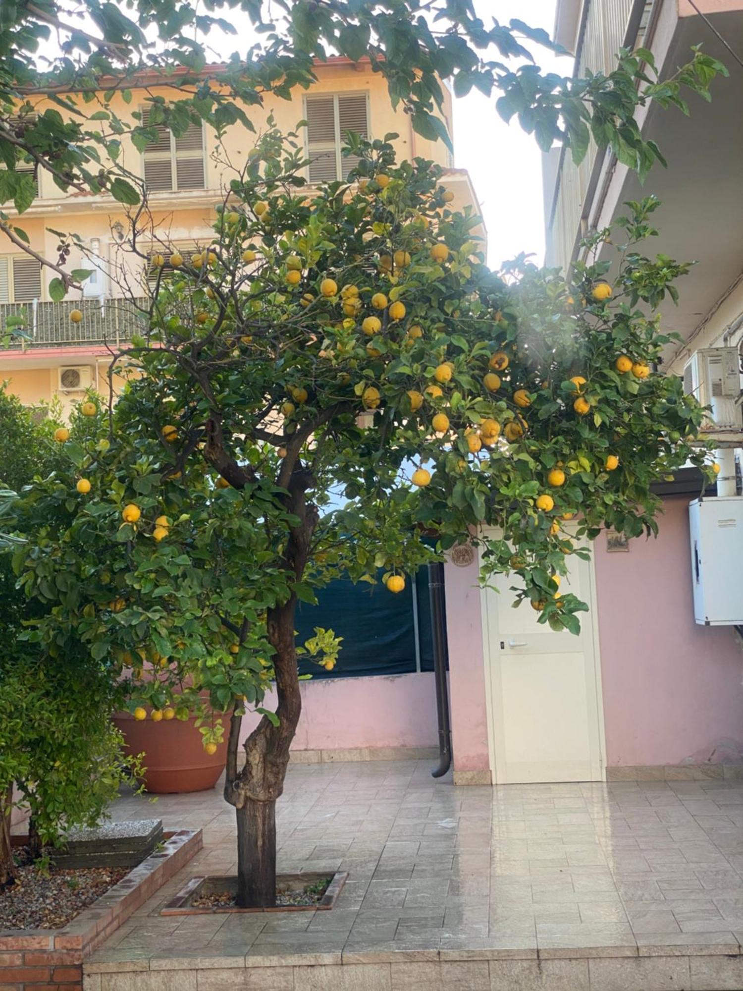 L'Albero Di Limoni Sul Mare Di Pizzo Villa Bagian luar foto