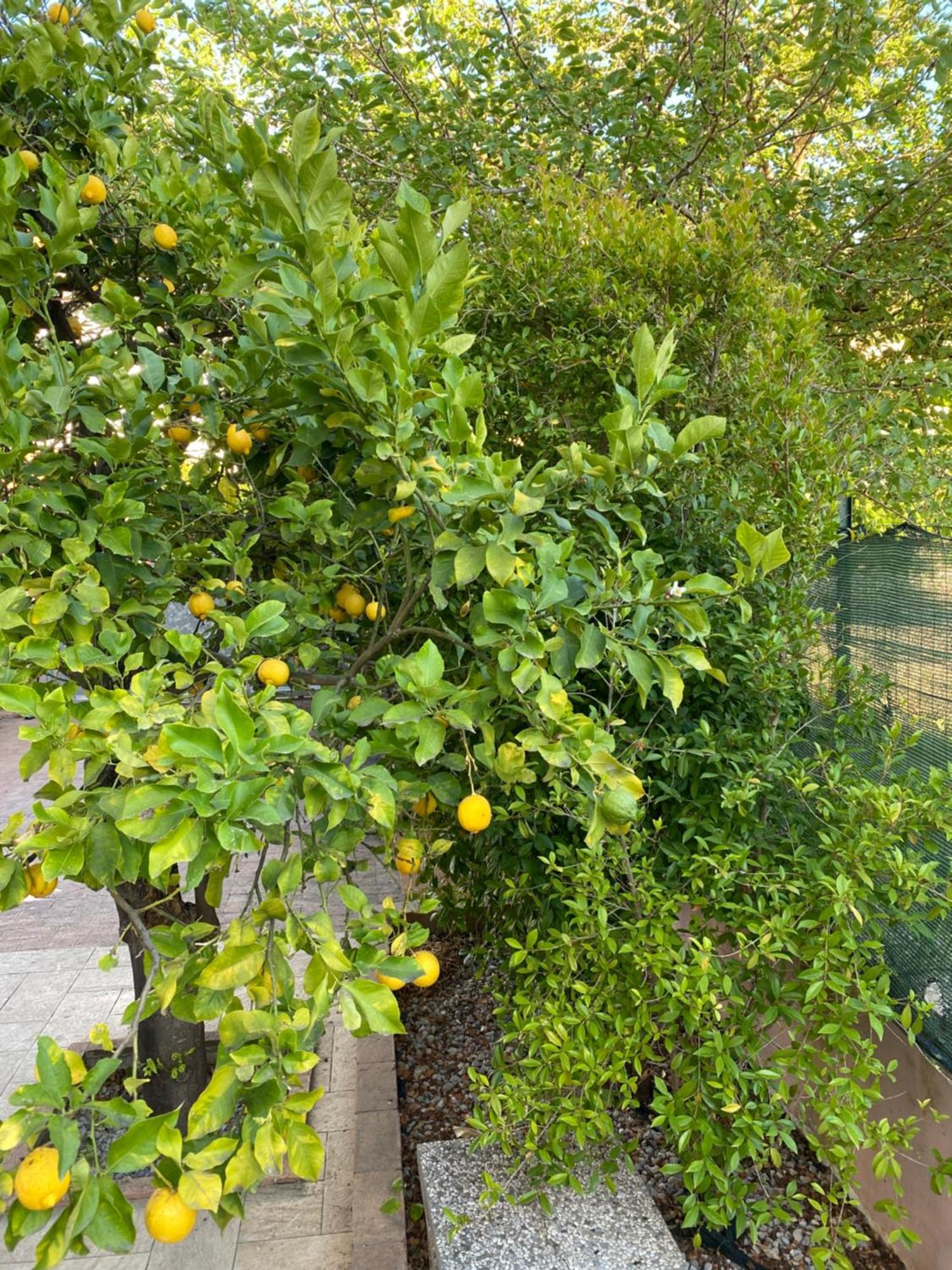 L'Albero Di Limoni Sul Mare Di Pizzo Villa Bagian luar foto
